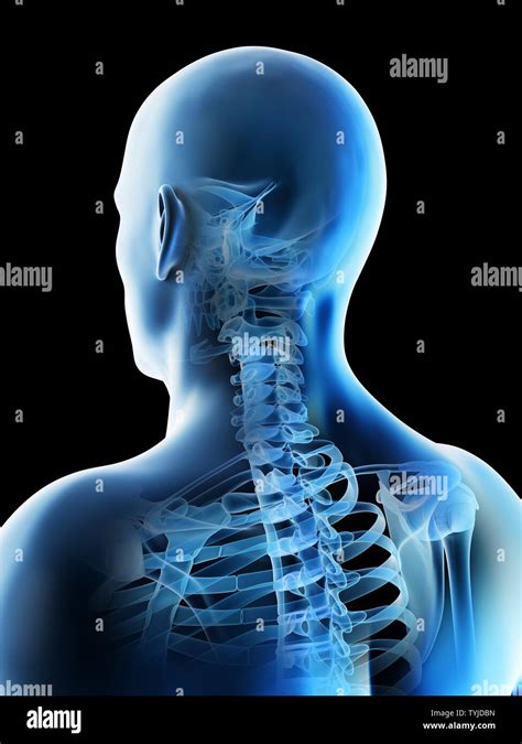 3d Rendered Illustration Of A Mans Skeletal Anatomy Of The Head And