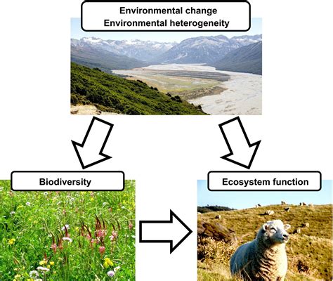 Biodiversityecosystem Function Experiments Reveal The Mechanisms