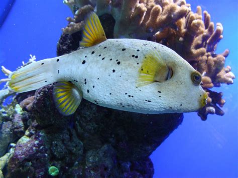 The Poisonous Pufferfish Their True Story Padi Pros