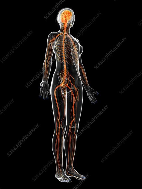 Female Nervous System Artwork Stock Image F0095381 Science