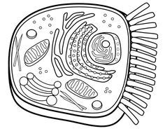 Maine coloring pages templates animal cell answer key page 118583. 1000+ images about Cells on Pinterest | Animal cell ...