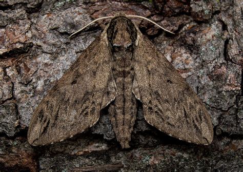 Catalpa Sphinx Moth Identification Life Cycle Facts Pictures