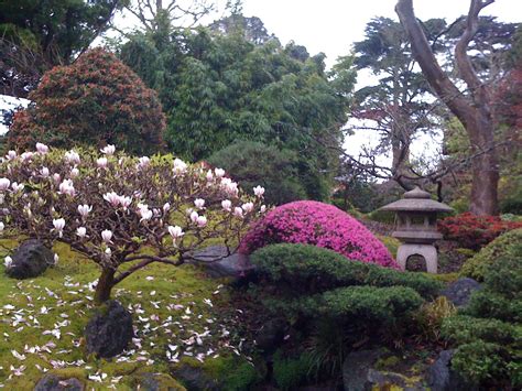 Japanese Tea Garden In Full Bloom Japanese Garden Japanese Tea