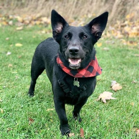 Corgi Lab Mix The Most Loyal Crossbreed Or A Bad Choice