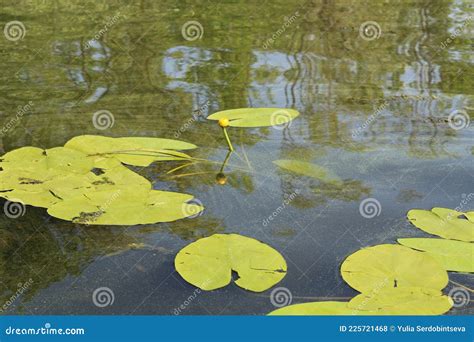 Yellow Flower Of Water Lily Or Nymphaea Aquatic Rhizomatous Perennial