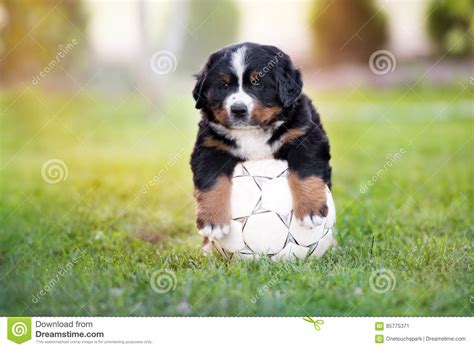 Adorable Bernese Mountain Dog Puppy With A Football Ball Stock Image