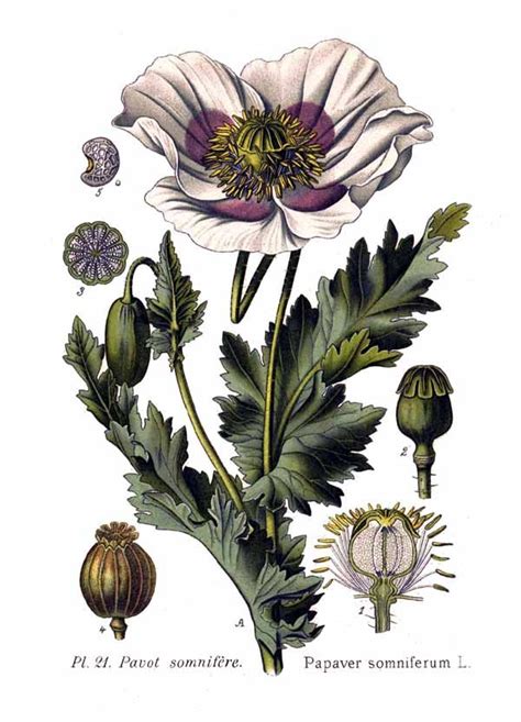Scientific Botanical Art - Google Drive | Botanical drawings, Botanical