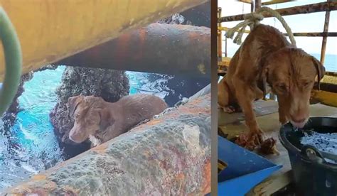 Oil Rig Workers Come To The Rescue Of Exhausted Dog Found