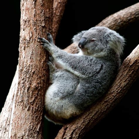 Sleepy Koala Pictures Download Free Images On Unsplash