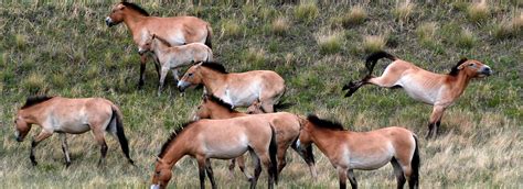 Hustai National Park Wild Mongolian Horse Khustai National Parks