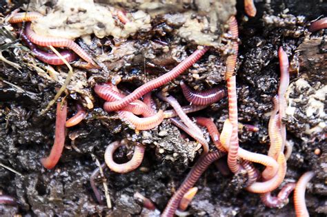 Earthworms Free Stock Photo Public Domain Pictures