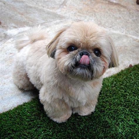 Dougie The Shih Tzu On Instagram Tongueouttuesday Shih Tzu Puppy
