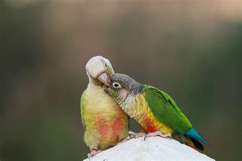 Parrot Breeding Parrots Guide Omlet Us