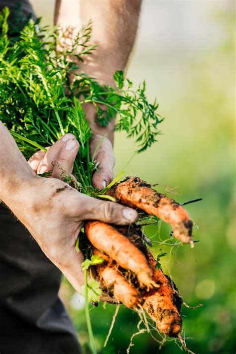 How To Grow Carrot Learn How To Plant Grow And Harvest Carrots