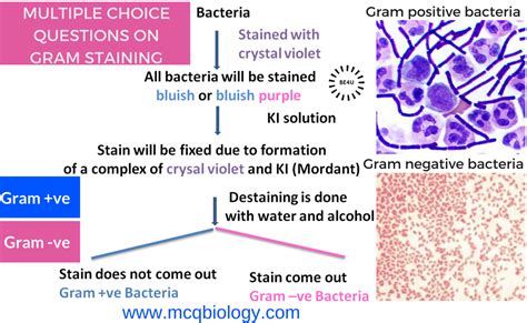 Multiple Choice Questions On Gram Staining