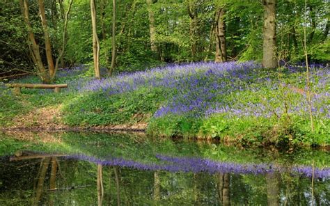 Britains Best Places To See Bluebells