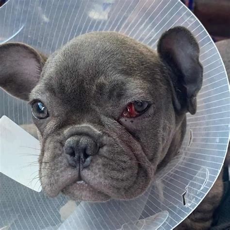 27 French Bulldog Eye Problem Picture Bleumoonproductions