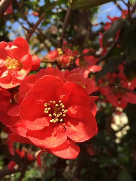 Japanese Spring Flowers Boke More Than Sakura Kansai Odyssey