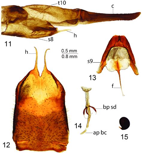 Female Terminalia Of T Vestiplex Coquillettiana 11 Ovipositor Left