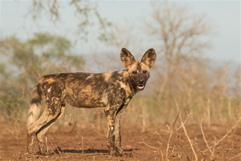 Painted Wolves 5 Facts You May Not Know Africa Geographic