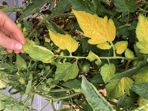 Southern Bacterial Wilt Of Tomato