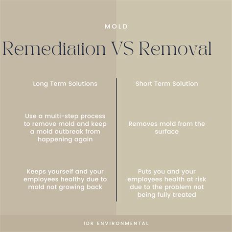 Mold Remediation Companies Vs Mold Removal Companies Which One Is Best