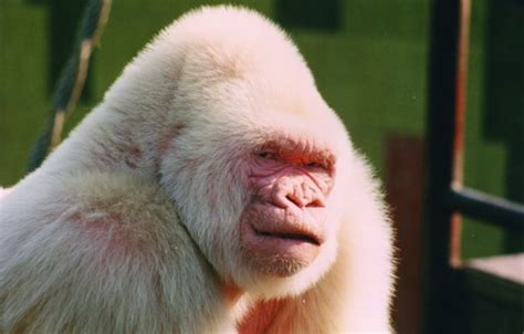 Snowflake The Albino Gorilla Was Inbred Albino Animals Live Science