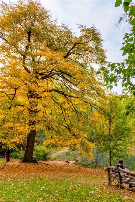 A Park Visitor Sits On A Bench Below A Tree With Yellow Foliage In