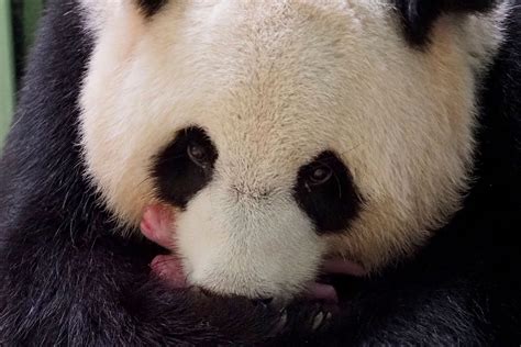 Pandas China Removes Giant Pandas From Its Endangered List Euronews
