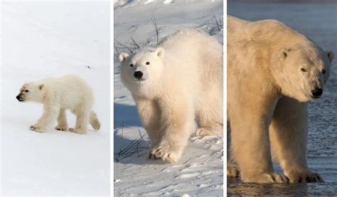 How Do Polar Bears Reproduce