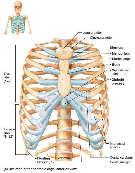 Anterior surface of sternum and costal cartilages. Anterior view of the skeleton of the thoracic cage | Rib ...