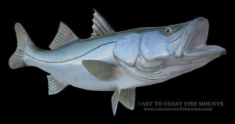Snook Fish Mount And Fish Replicas Coast To Coast