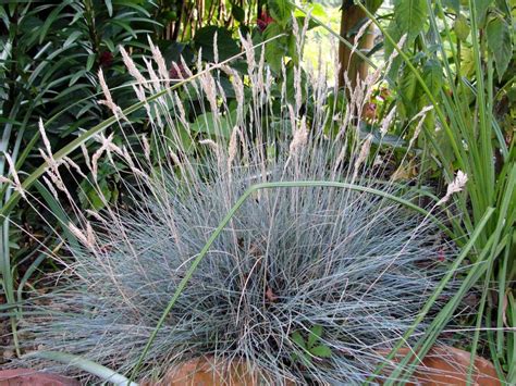 Blue Fescue Grass Ornamental Grass Care Gardendi