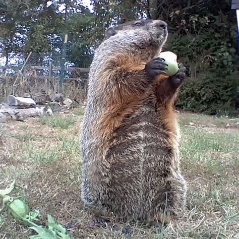 Groundhog Steals Farmers Crop Eats It In Front Of His Security Camera