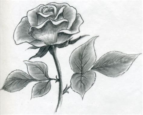 Awesome Rose Drawings The Wondrous Pics