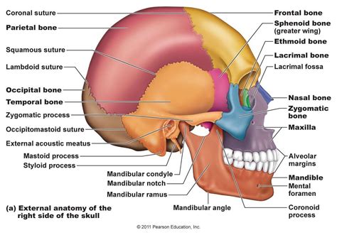Bones In The Skull Frontal Bones 1 Pareital Bones 2 Temporal Bones 2 Internal Acoustic