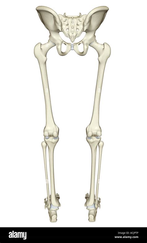 Infographic Diagram Human Skeleton Lower Limb Anatomy Bone System Leg