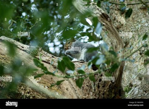 Grey Squirrel Tree Hi Res Stock Photography And Images Alamy