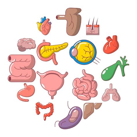 Premium Vector Internal Human Organs Icon Set Cartoon Style