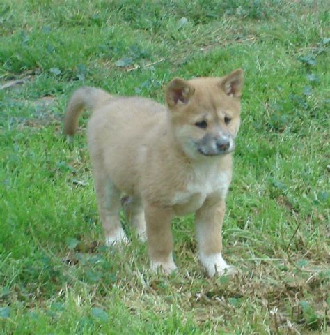 Dingo Cub Zoochat