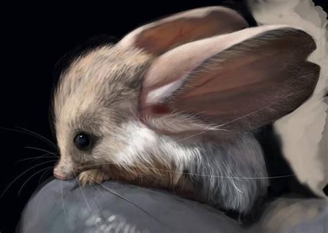 Officially The Cutest Thing In The Universe Long Eared Jerboa