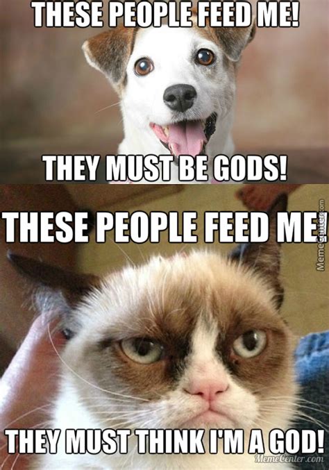Cat And Dog Memes Best Collection Of Funny Cat And Dog