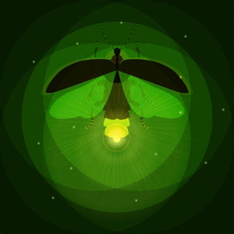 Firefly Clip Art Vector Images And Illustrations Istock