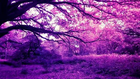 Фиолетовый лес Множество фотографий treepics ru