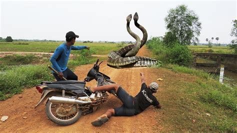King Cobra Attack On Human Hổ Mang Chúa Vào Nhà Dân Và Cái Kết Bất