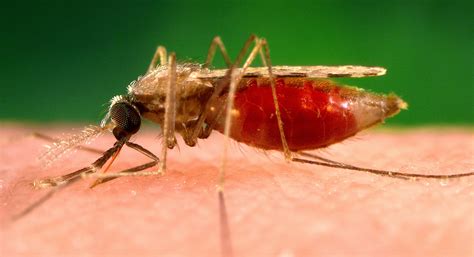 A single mosquito bite may be enough to cause the infection. Che cos'è la malaria: facciamo chiarezza - Felicità Pubblica