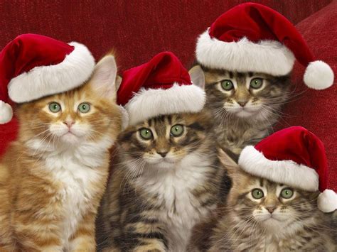 Christmas Cats Wallpapers Wallpaper Cave
