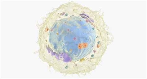 3d Model Lymphocyte T Cell B Cell Turbosquid 1267406