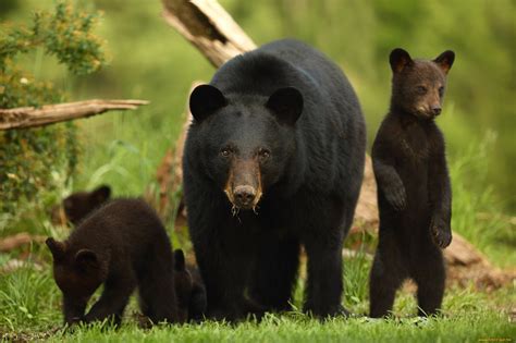 Download 2048x1365 American Black Bear Ursus Americanus Bear Cub