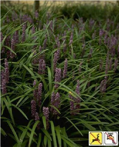 Liriope Muscari Big Blue Perennial Plant Sale Shipped From Grower